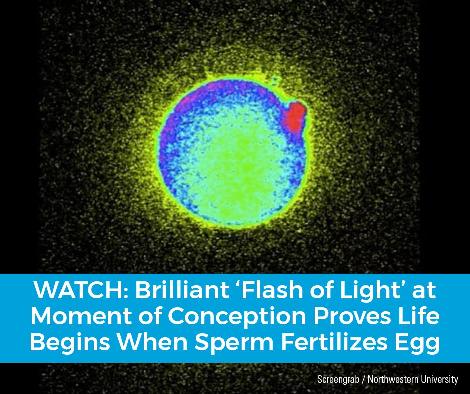 WATCH: Brilliant 'Flash of Light' at Moment of Conception Proves Life ...